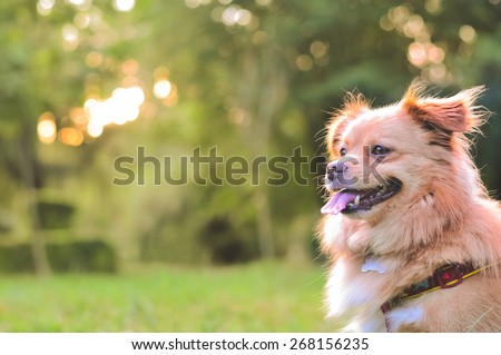 Beautiful and happy dog in the park with soft golden light behind. Image of a beautiful dog outdoors with space for an inspirational quote about happiness and love.