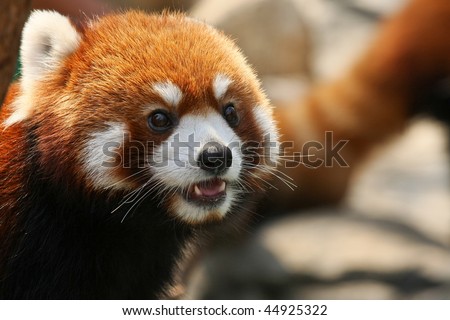 Red panda cute face