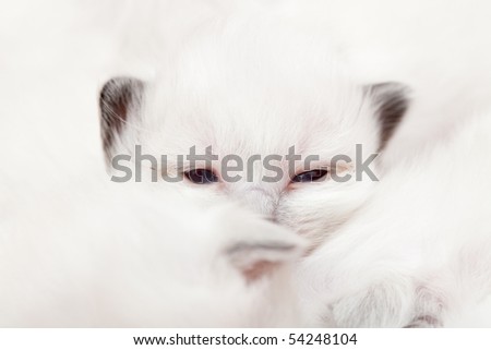 white kitten blend in white