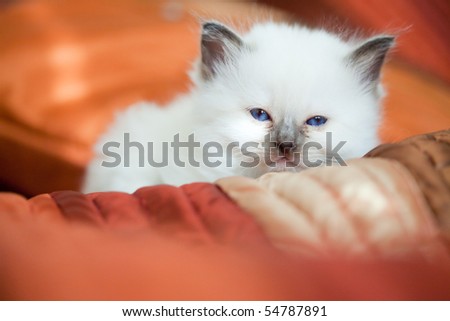 Sleepy kitten on bed