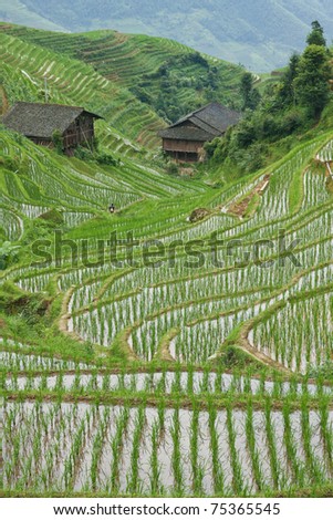 Rice fields in china
