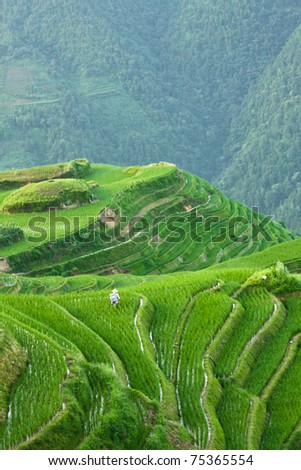 Man working in a rice field magnificent views
