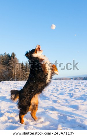 Dog catching snowball