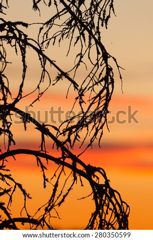 Sunset sky and tree silhouette
