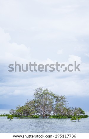 Mangrove tree in water