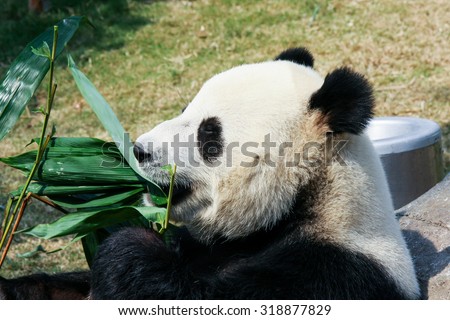 Cute giant panda eating bamboo