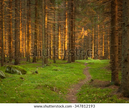 Spruce forest and path golden sunset light landscape