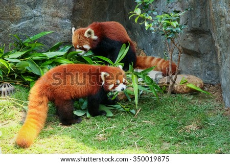 Two cute red panda eating bamboo leaves