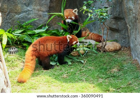 Two cute red pandas eating bamboo