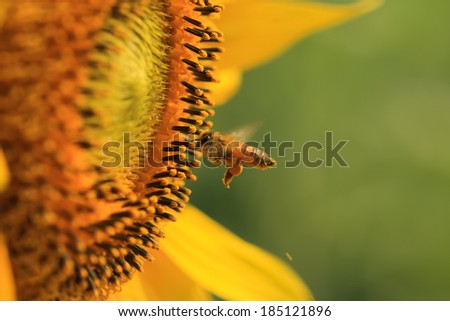 Sunflower blossom and flower bees, Lopburi province, Thailand