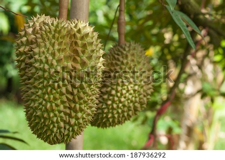 Durian, fruit of Thailand, delicious, unique in the world.