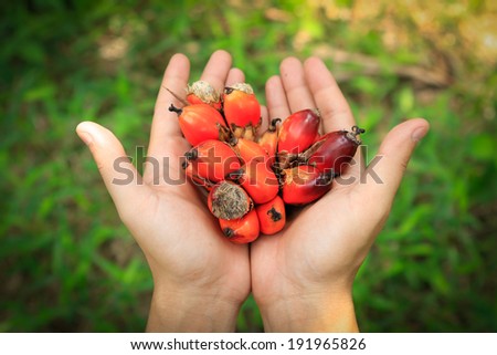 Palm oil seed on hand