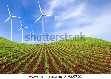green corn fields with wind turbines generating electricity