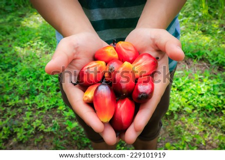 Palm oil seeds on hand