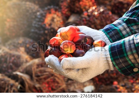 Palm oil seeds on male\'s hand