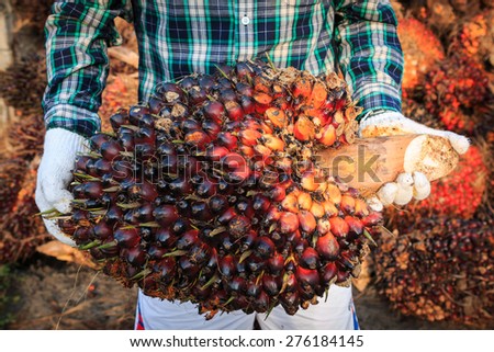 A man holding palm oil fruits