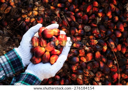 Palm oil seeds on male\'s hand