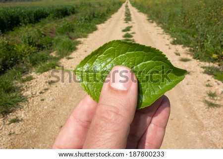 Hand holding a green leaf in nature