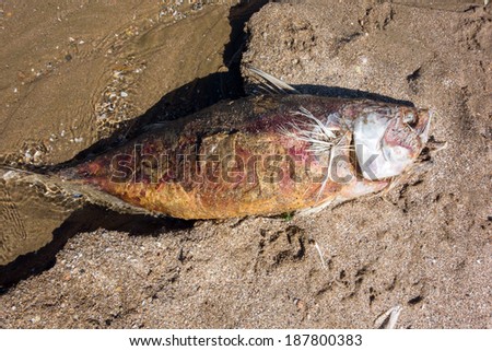 Tuna fish to decomposition. Dead of marine pollution on Greek beach