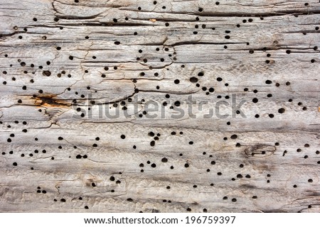 Old dry grained wood with knots, cracks and wood worm holes.