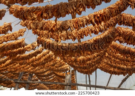 Classical way of drying tobacco. Hanging under the sun, threaded on cord