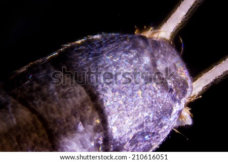 Micro photo of a silverfish