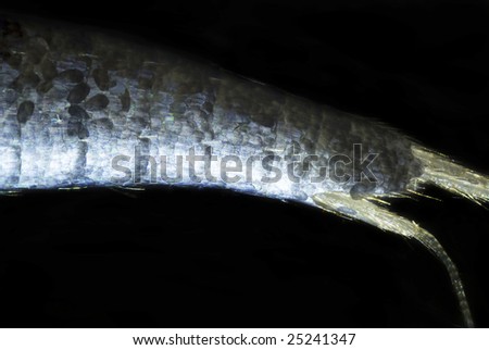 Micro photo: Silverfish