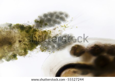 Microphoto of a water flea