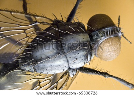 House fly model House fly model