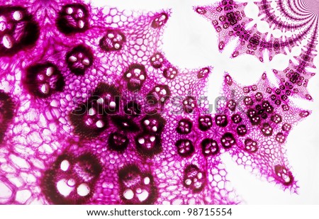 Micro Photo of Corn Cells