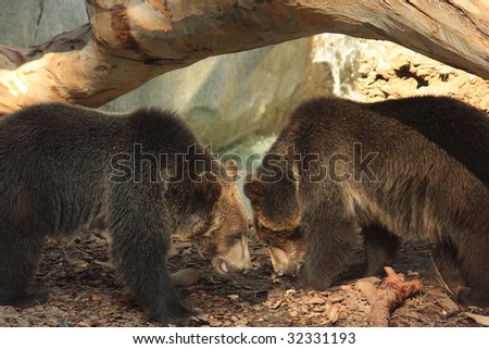 Grizzly Cubs Nose To Nose (Ursus arctos)