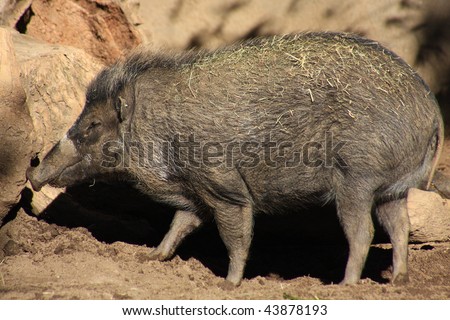 Cebu Warty Pig