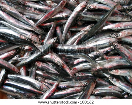 anchovies fish pattern in the market in italy