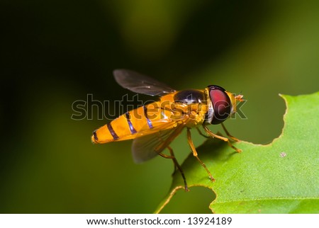 Hover Fly side view