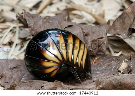 3. Pill Bug ... start moving after 2-3 minutes