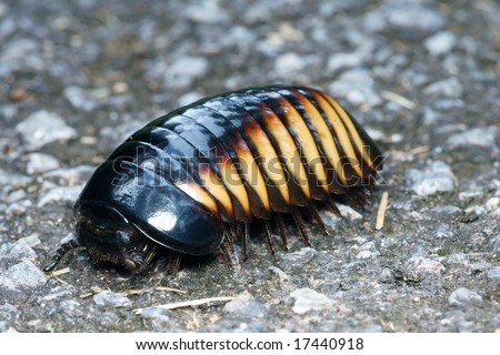 1. Pill Bug moving
