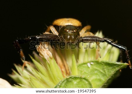 Green Crab Spider face
