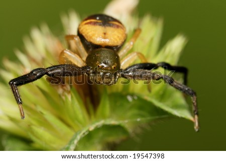 Green Crab Spider face