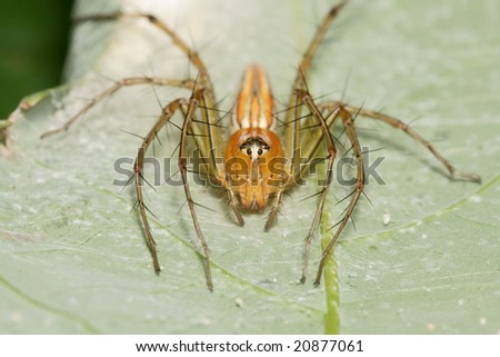 Orange Lynx Spider Face