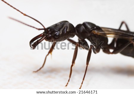 flying ant - Odontomachus side view