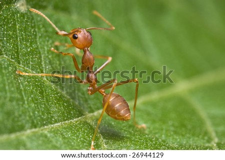 Weaver Ant side view