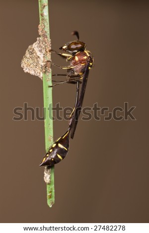 Weird Wasp resting over stick brown background