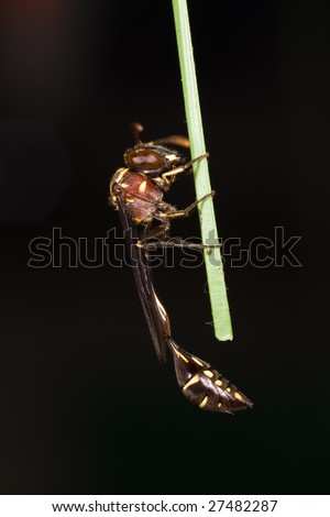Weird Wasp resting over stick black background