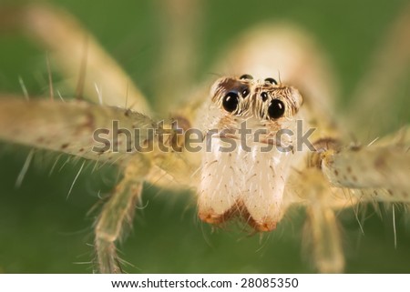 Spider closer face