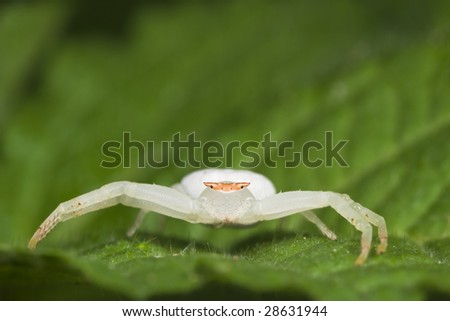 Crab Spider on green leaf face