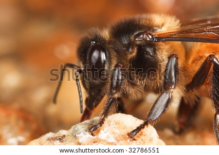 Honey Bee closeup on ground drinking water