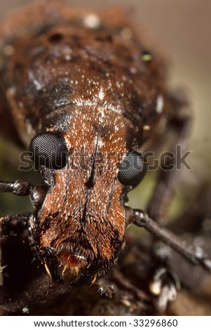 Fungus Weevil