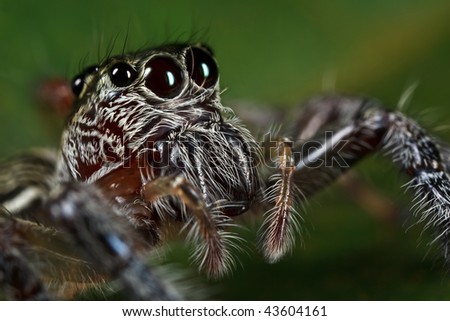 Jumping Spider face closeup
