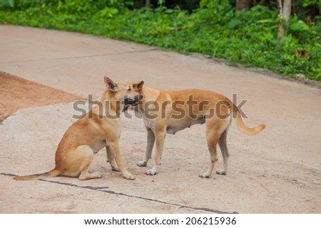 Dog are checking for fleas and ticks, Thailand