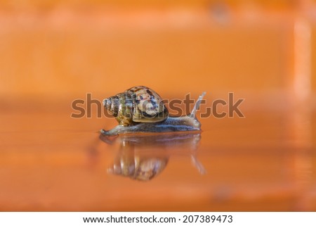 Snail crawling on the floor, Thailand
